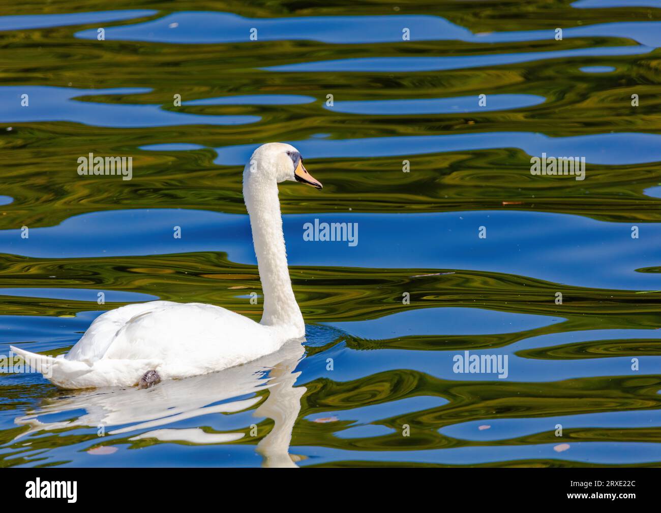 beautiful-white-swan-floating-on-calm-water-lake-stock-photo-alamy