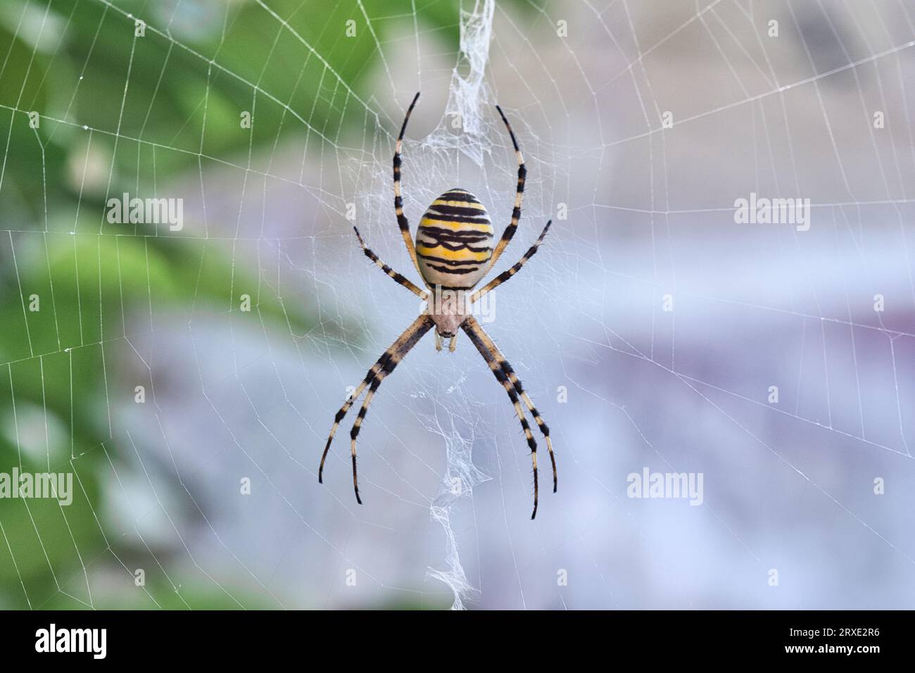 Large and colourful European female Wasp Spider, white with black and yellow strips lays in wait in the center of its fine silk like web. Eight hairy Stock Photo