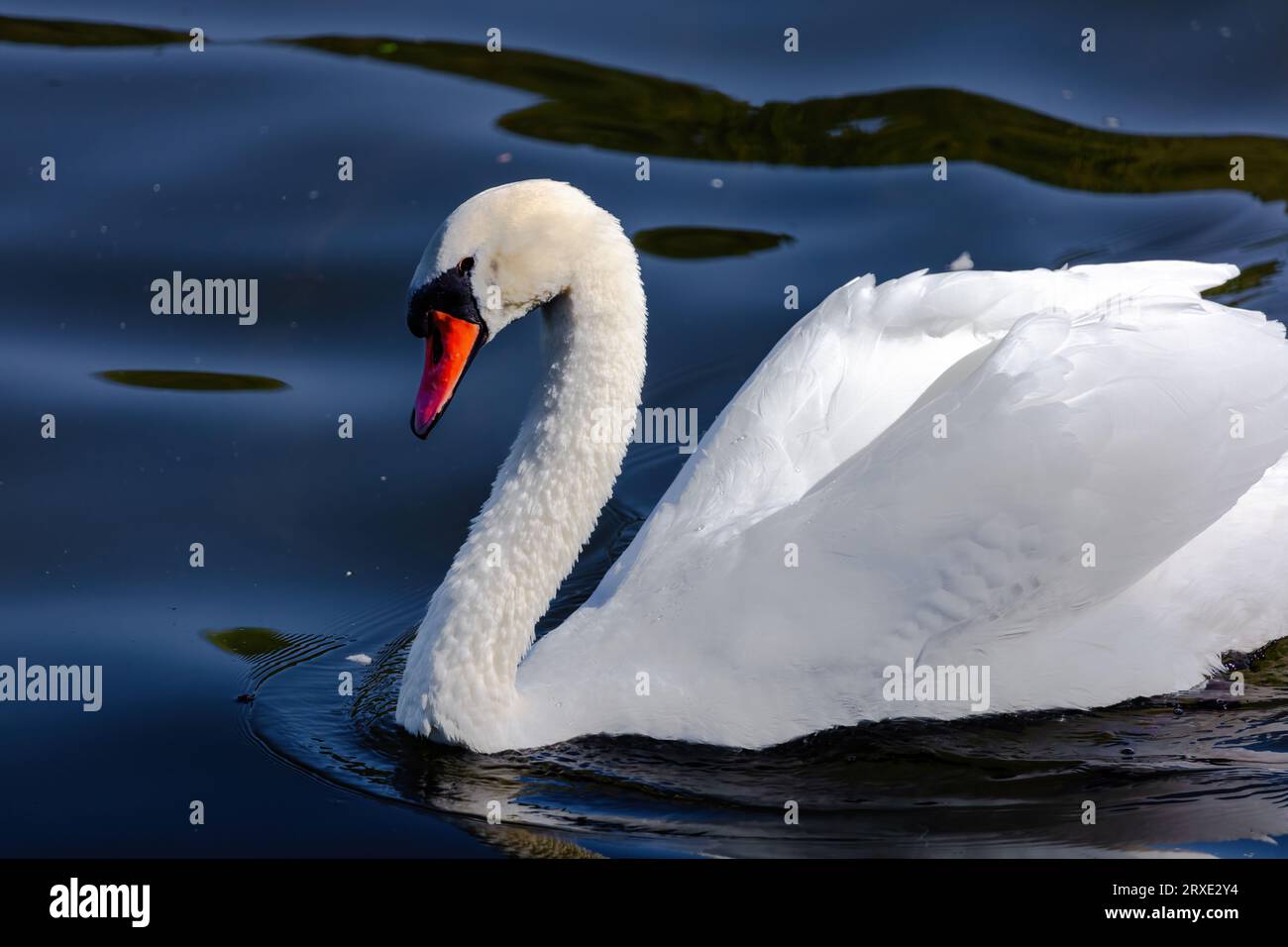 beautiful-white-swan-floating-on-calm-water-lake-stock-photo-alamy