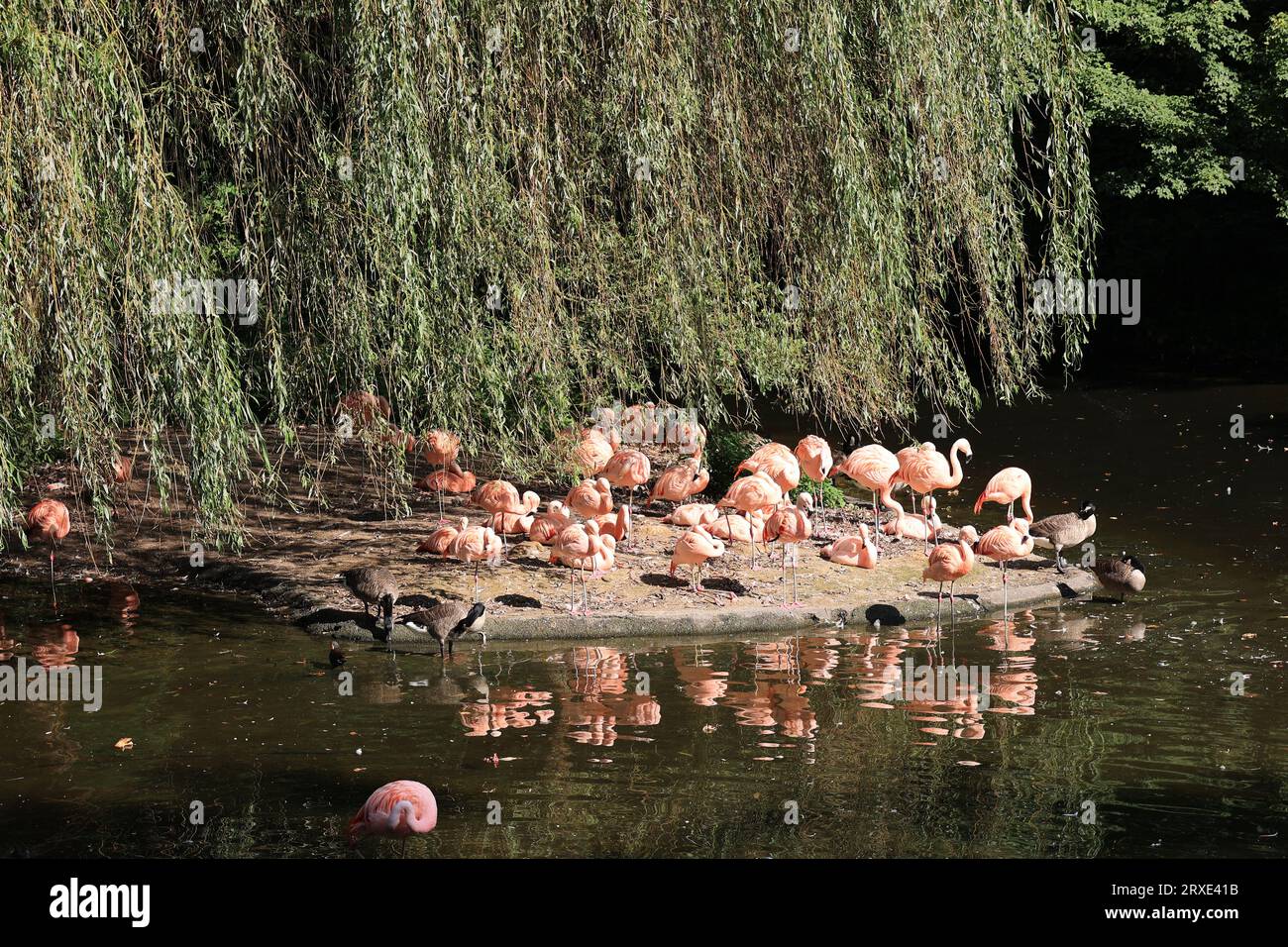 Bilder aus dem Zoo in Dortmund im Spätsommer Stock Photo