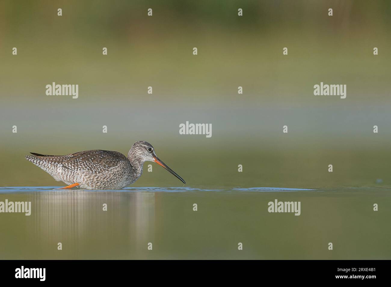 At morning in the wetlands, the spotted redshank (Tringa erythropus) Stock Photo