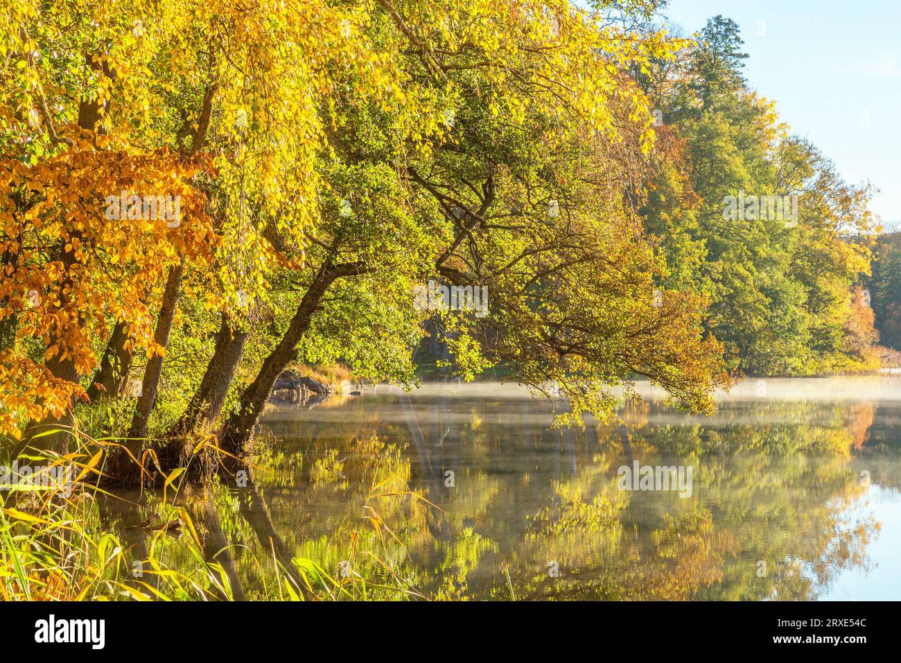 Lake with autumn fog and trees at the beach Stock Photo - Alamy