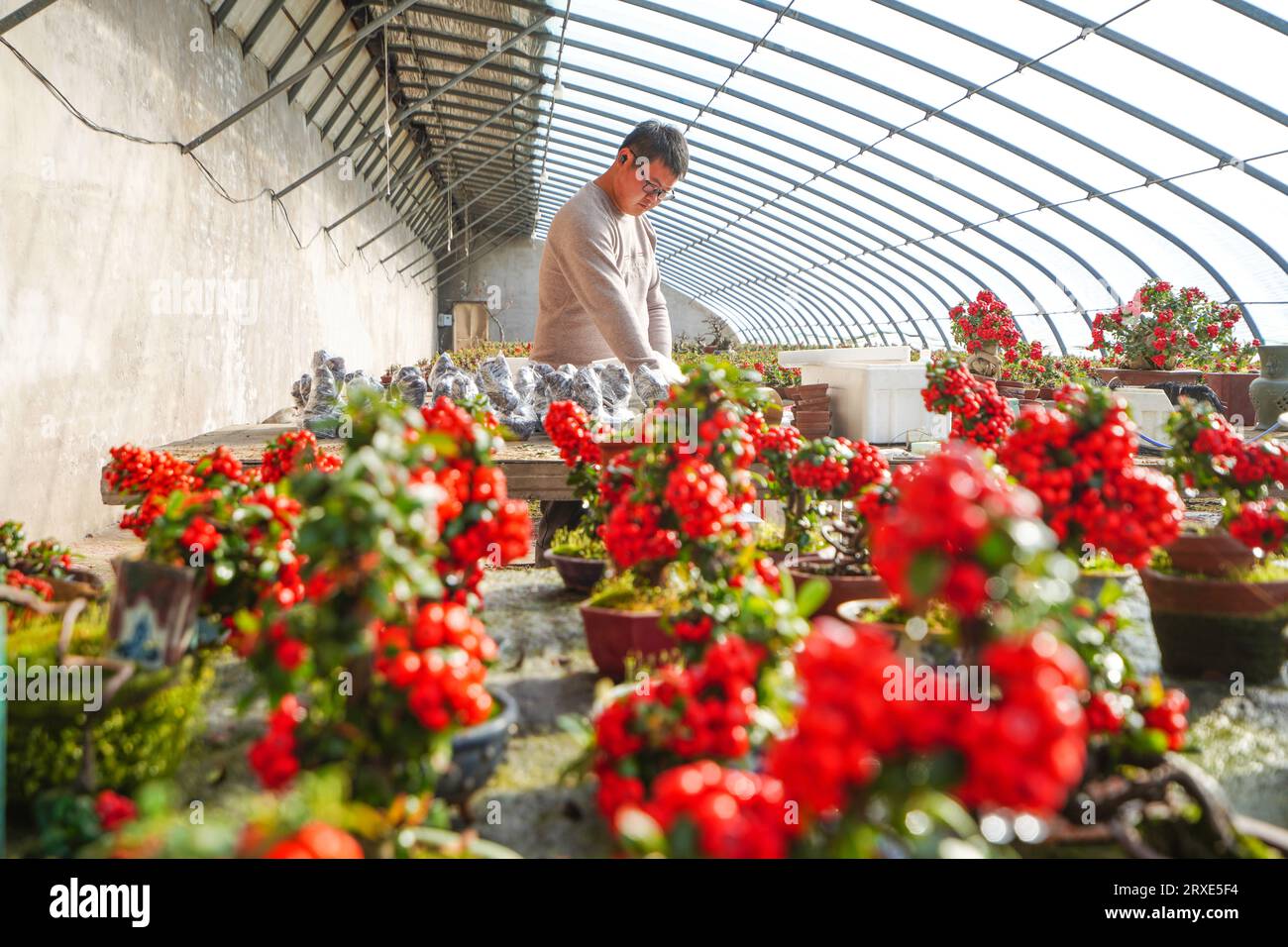 Luannan County, China - February 1, 2023: Flower growers put fire thorn miniature bonsai into foam boxes for export sales, Luannan County, Hebei Provi Stock Photo
