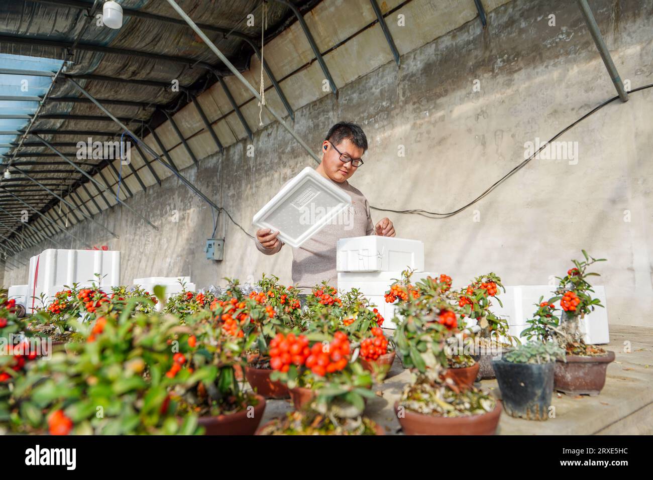 Luannan County, China - February 1, 2023: Flower growers put fire thorn miniature bonsai into foam boxes for export sales, Luannan County, Hebei Provi Stock Photo