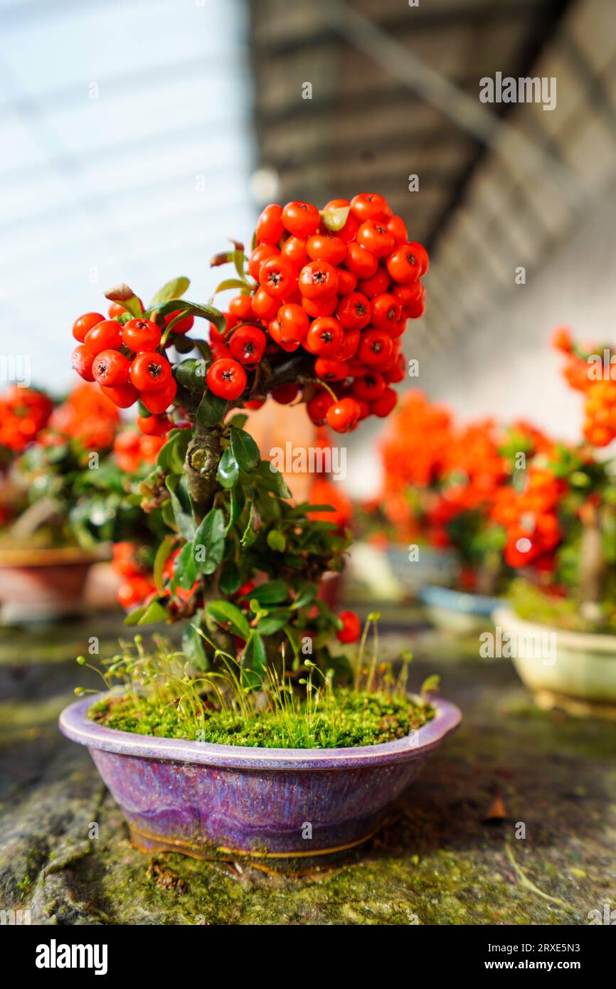 Beautiful Pyracantha miniature bonsai in a nursery in North China Stock Photo