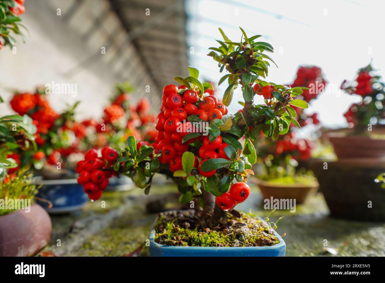 Beautiful Pyracantha miniature bonsai in a nursery in North China Stock Photo