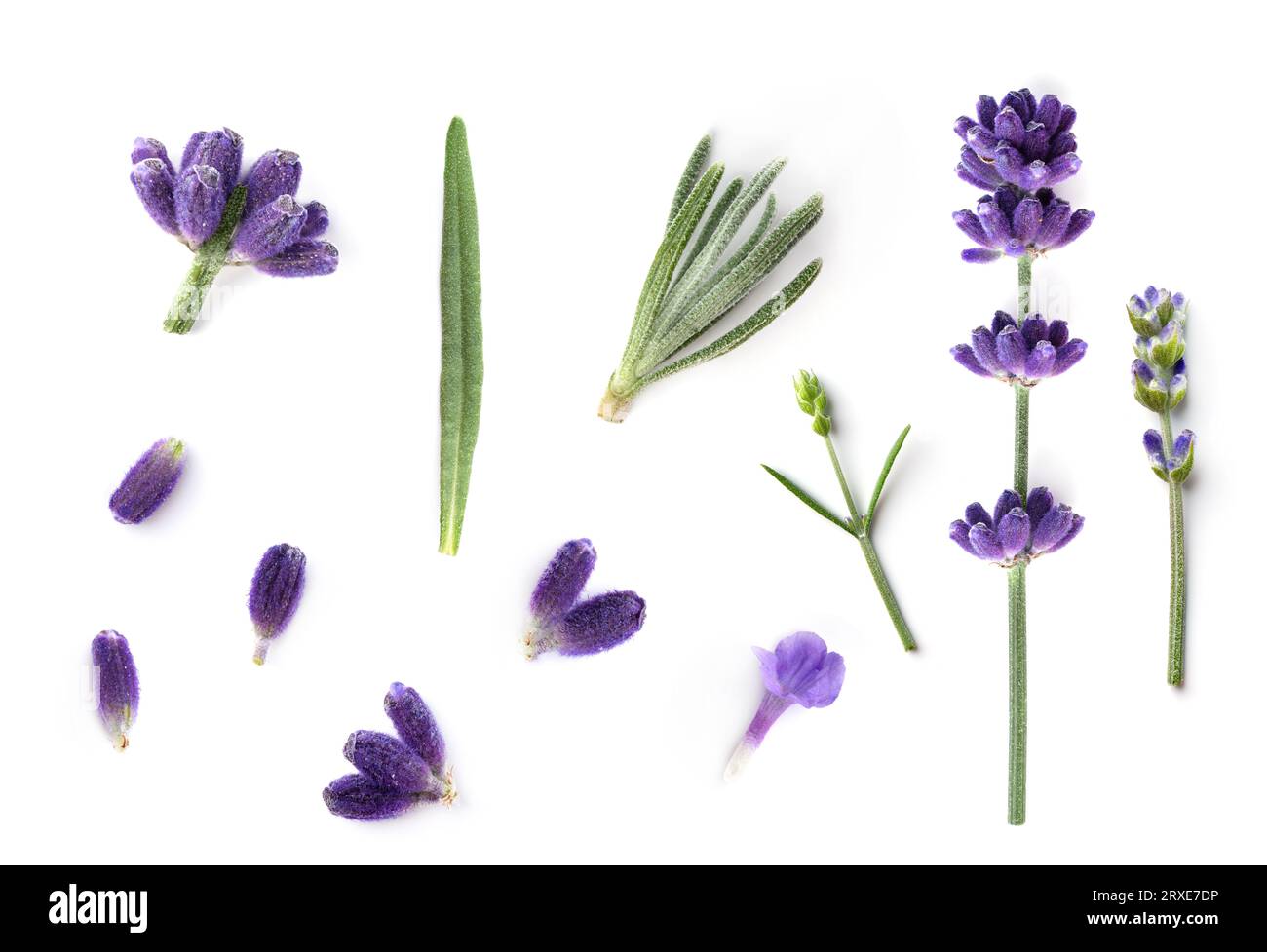 Collection of Lavender flowers isolated on white background. Lavender flower design elements for alternative and herbal medicine and beauty therapy. Stock Photo