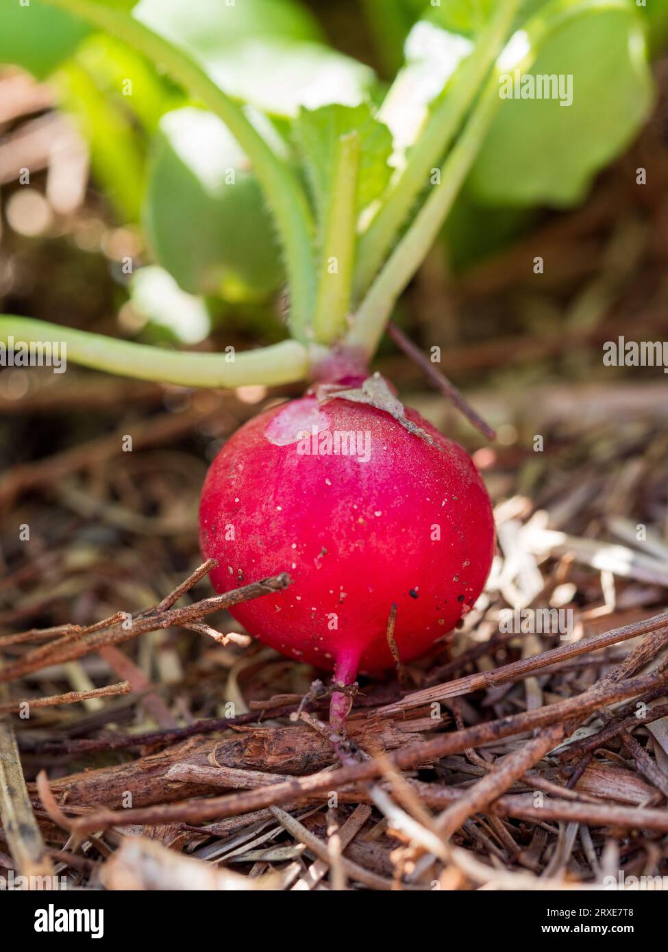 A red Radish with green top just pulled from the dirt in the vegetable garden bed Stock Photo