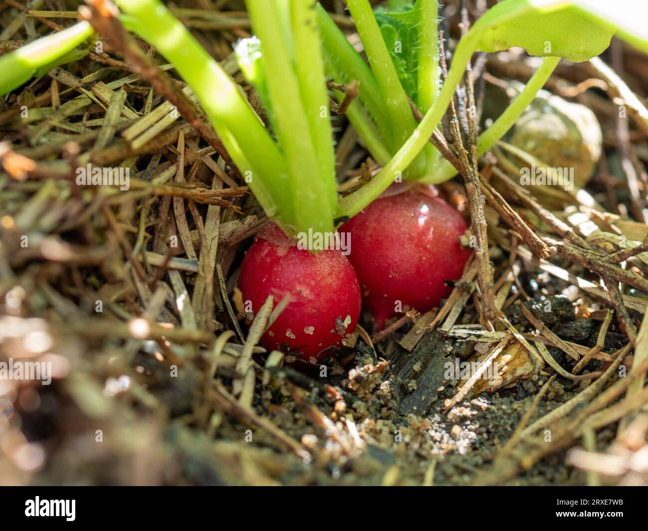 Two red Radishes with green tops being pulled from the dirt in the vegetable garden bed Stock Photo