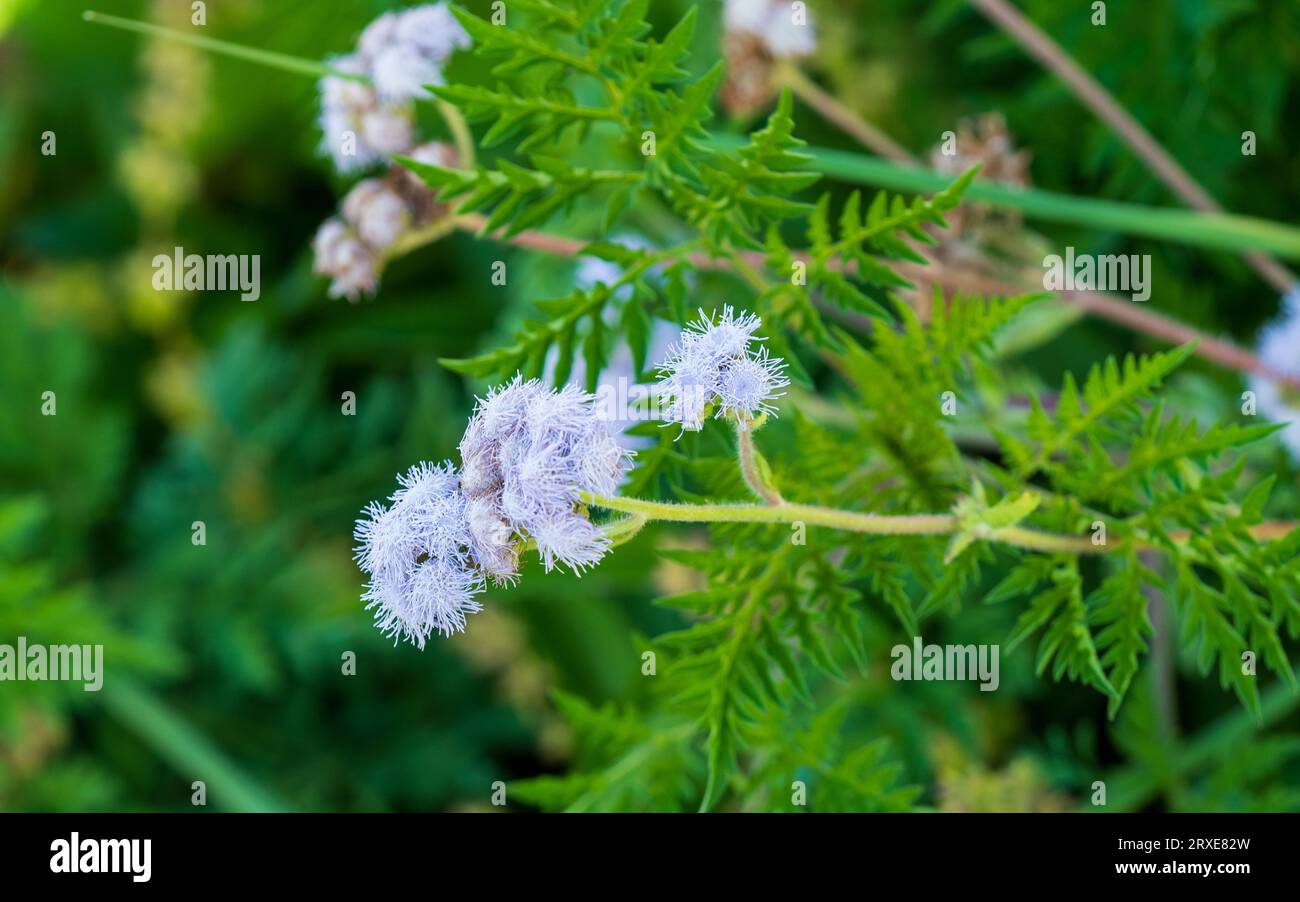 Australian backyard weed hi-res stock photography and images - Alamy