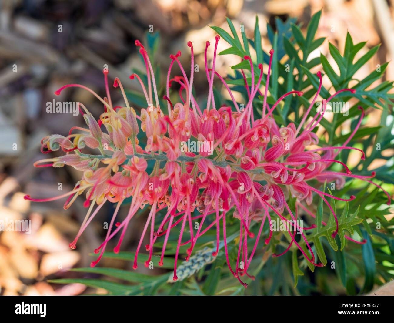 Grevillea loopy lou hi-res stock photography and images - Alamy