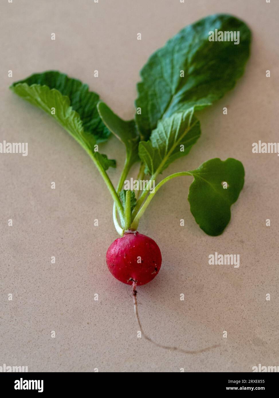A single red radish with green leaves on a light kitchen bench-top, freshly pulled from the vegetable garden Stock Photo