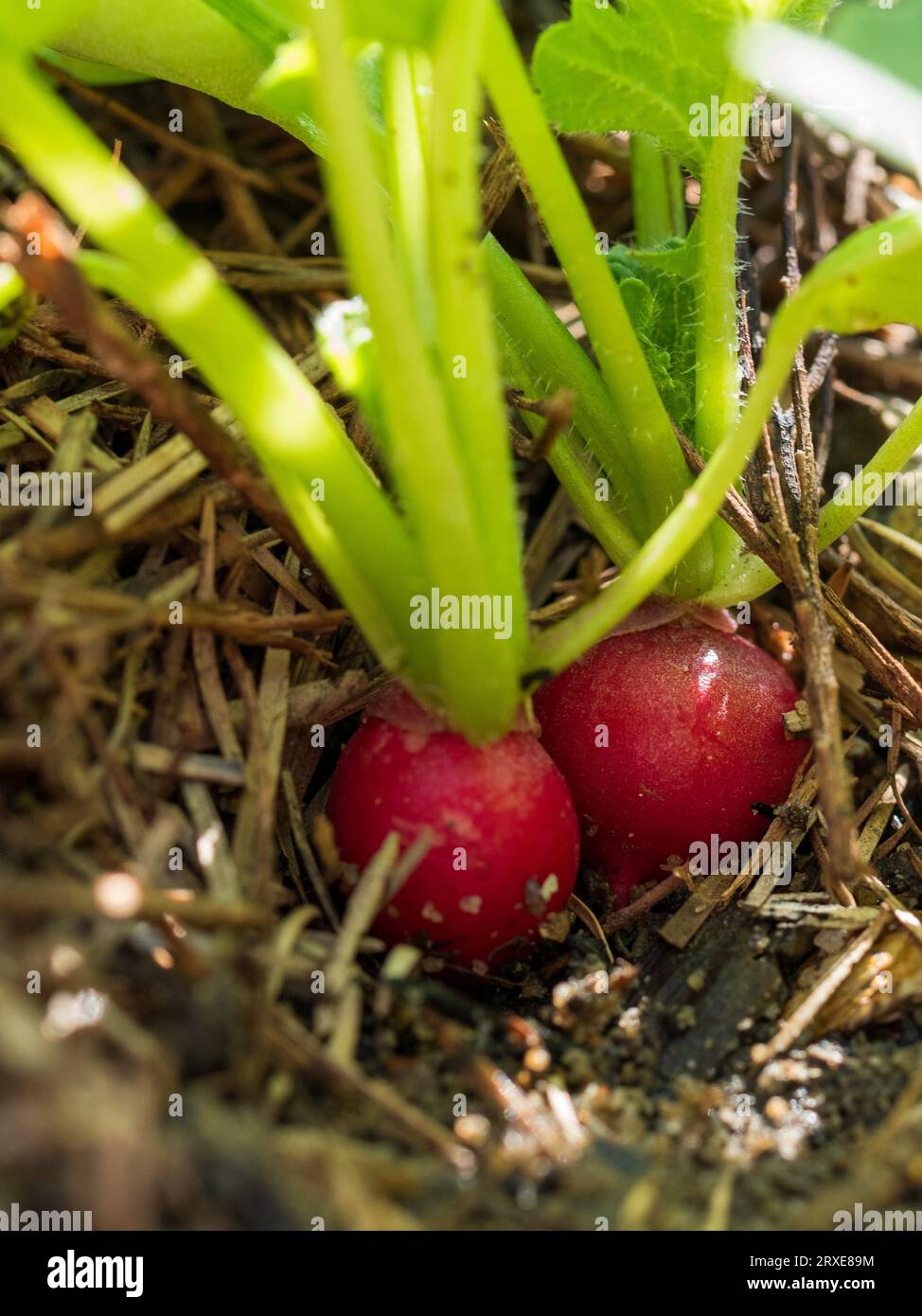 Two red Radishes with green tops being pulled from the dirt in the vegetable garden bed Stock Photo