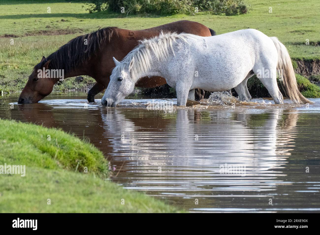The New Forest National Park, Hampshire, Wild ponies roaming freely in their natural habitat, a chestnut and grey pony drinking and cooling down Stock Photo