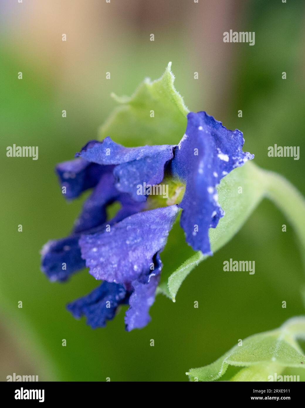 An indigo blue coloured Primula Flower , green background Stock Photo