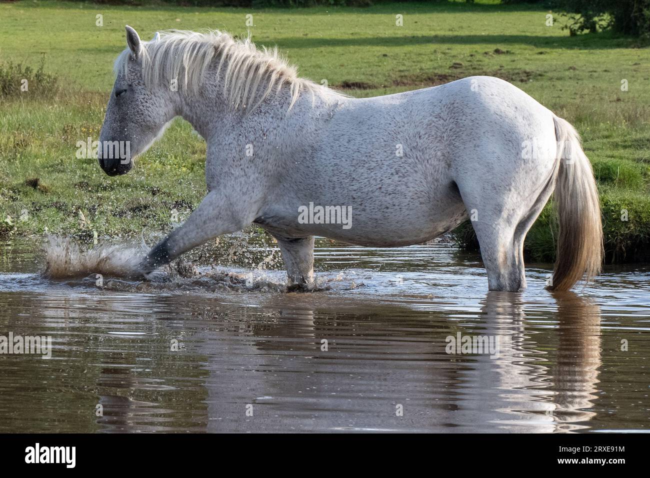 The New Forest National Park, Hampshire, Wild ponies roaming freely in their natural habitat, a grey pony cooling down and covering itself in mud Stock Photo
