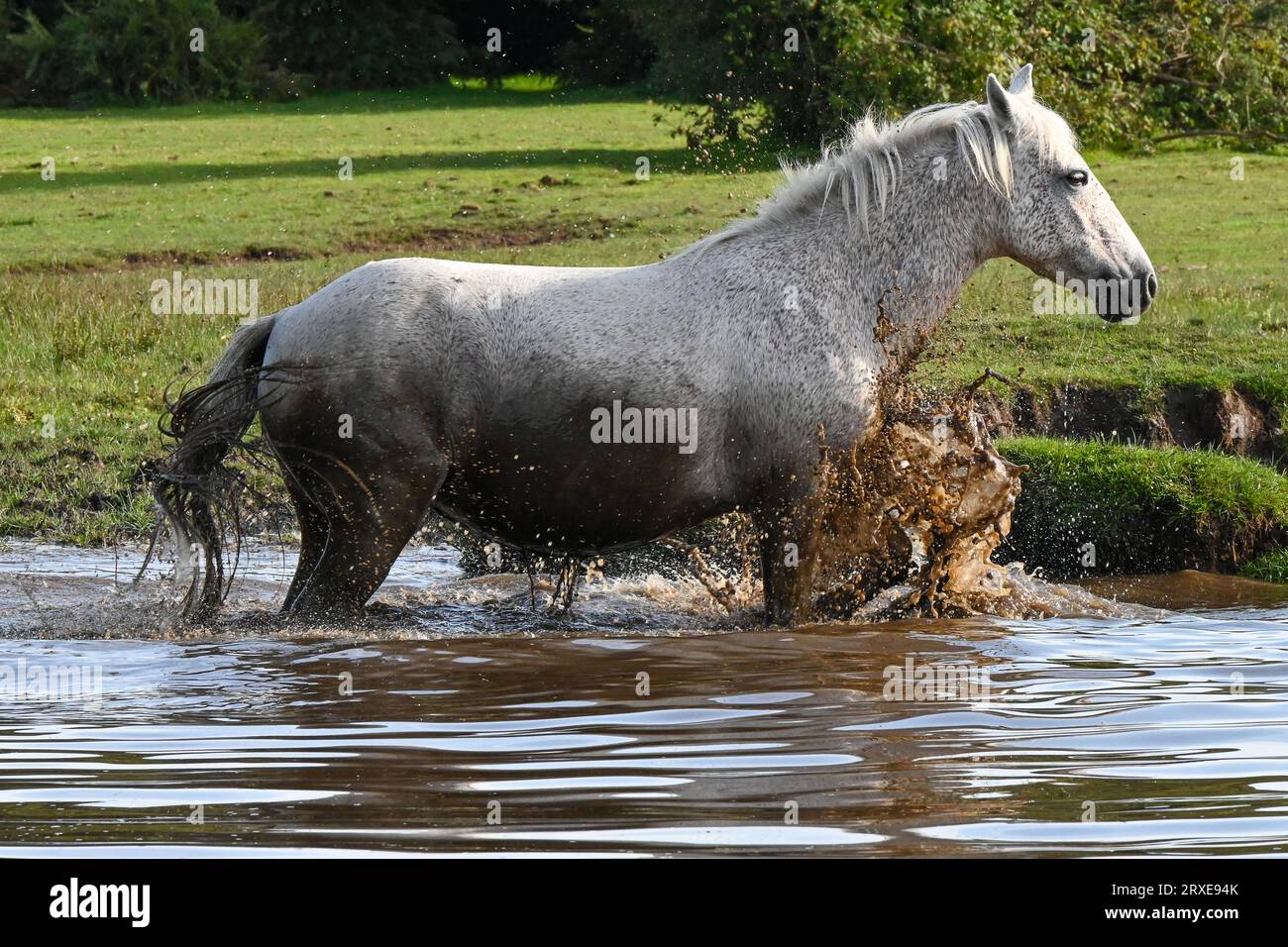 The New Forest National Park, Hampshire, Wild ponies roaming freely in their natural habitat, a grey pony cooling down and covering itself in mud Stock Photo