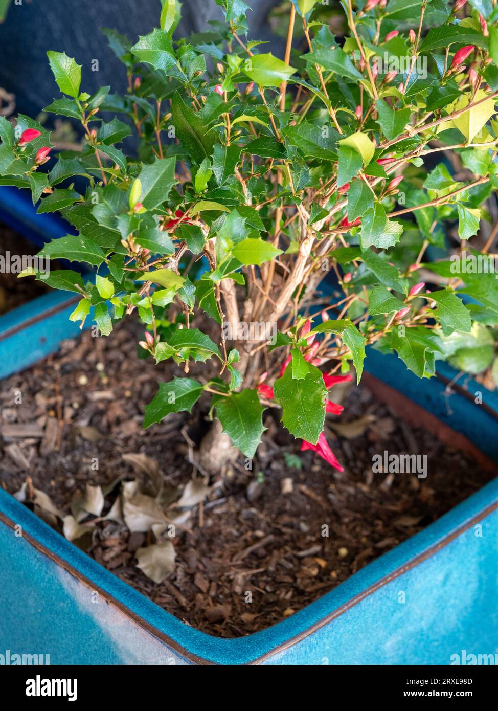 Red flowers on traditional holly shaped leaves of the Holly Fuchia, in