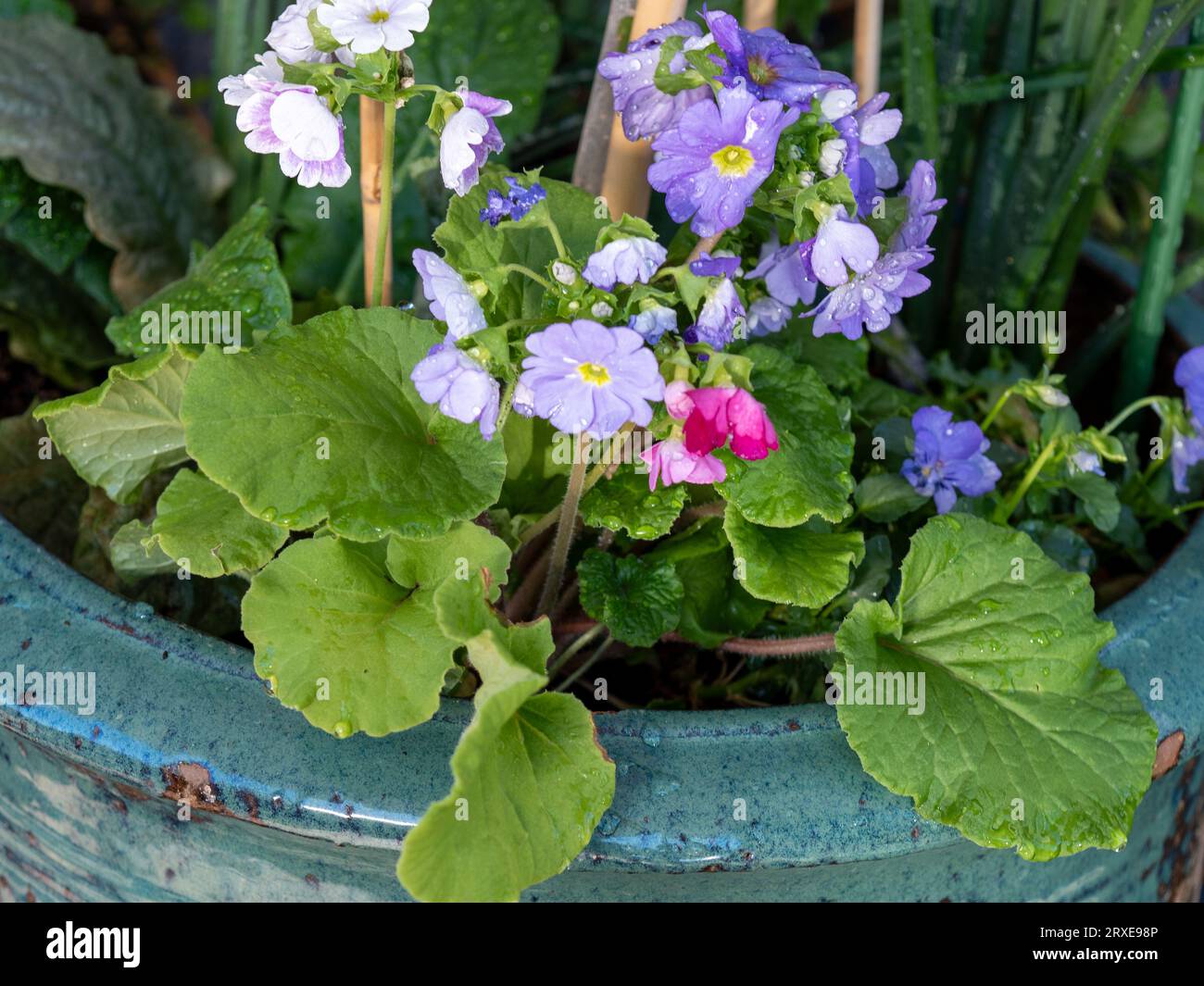 Mauve purple Primula flowers in a blue green ceramic plant pot Stock Photo