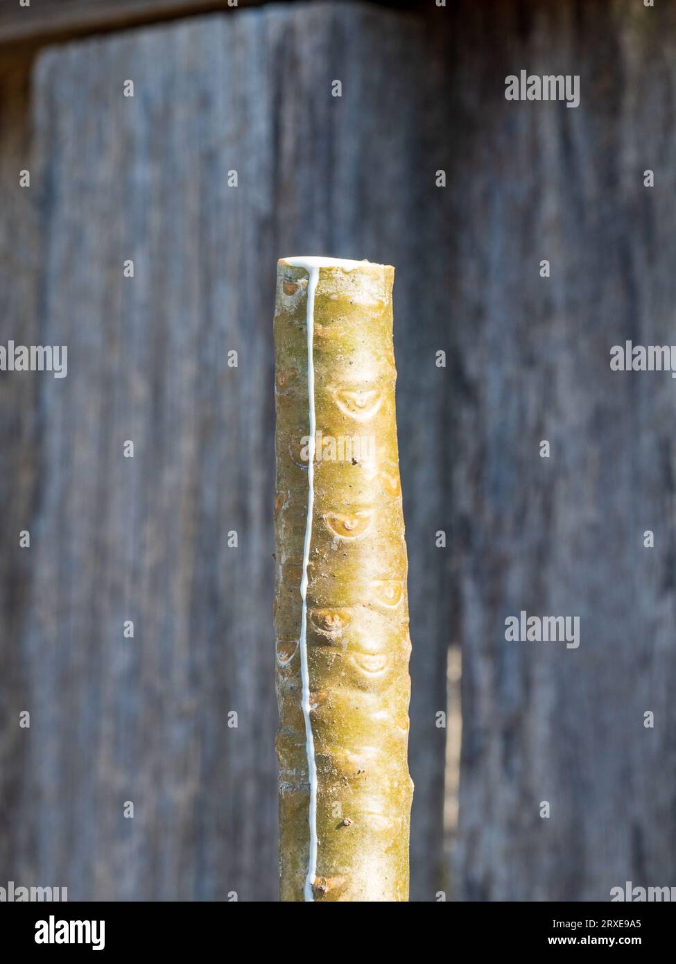 Australian frangipani tree hires stock photography and images Alamy