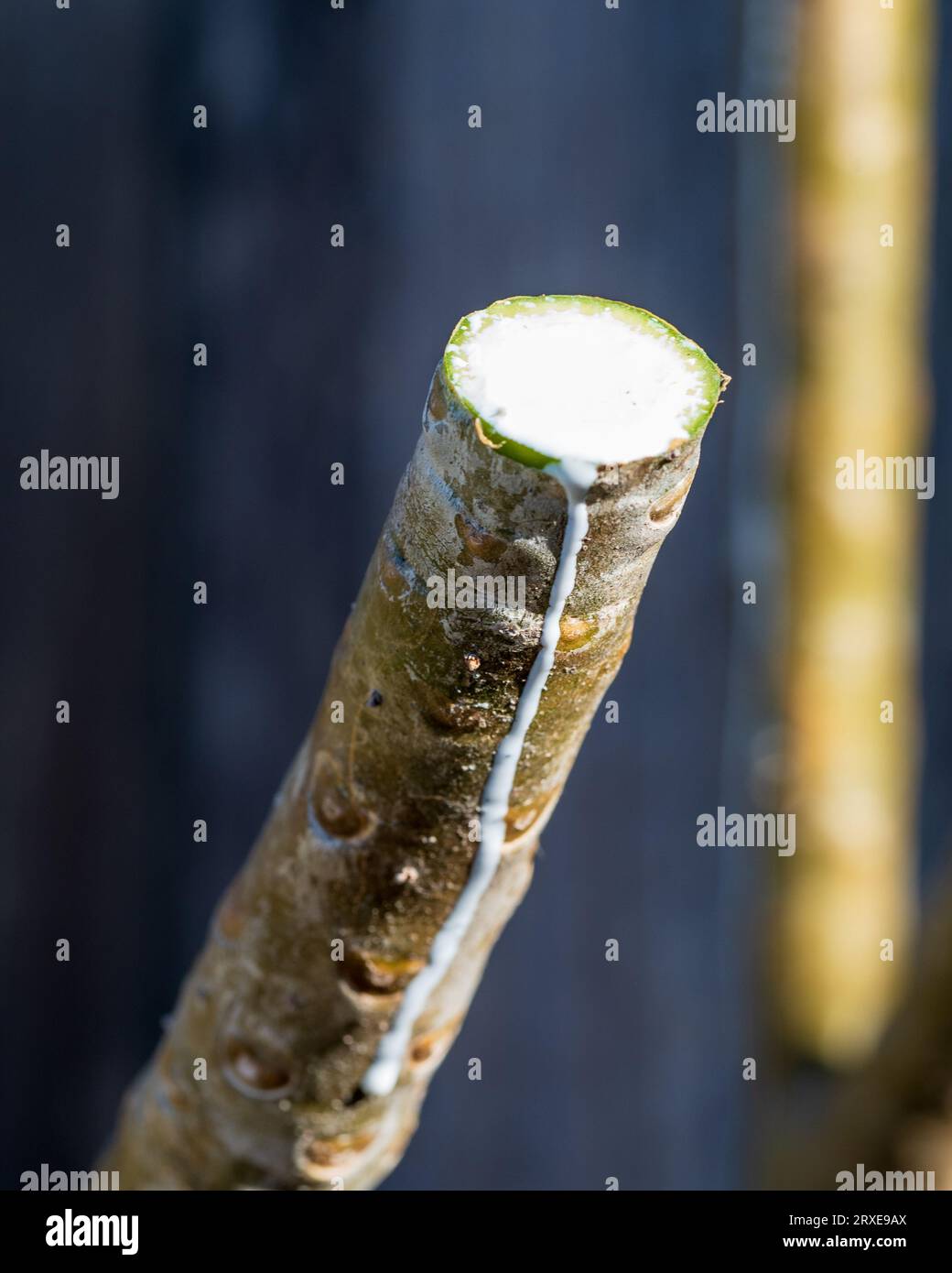 Toxic milky white sap dripping from a freshly pruned Plumeria or Frangipani tree that has had a