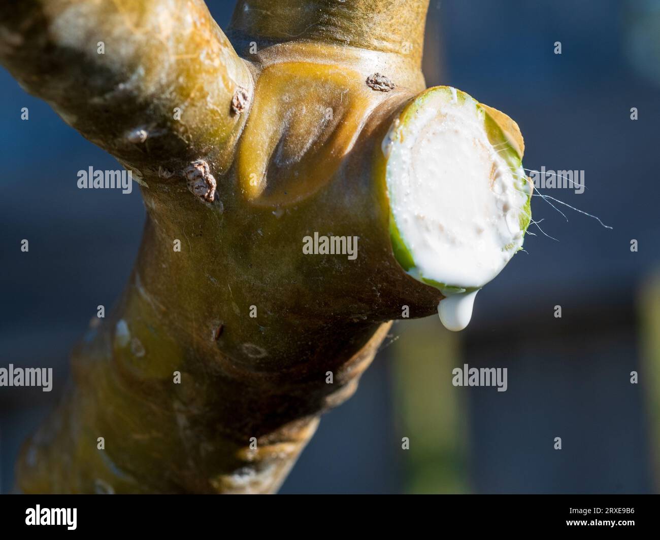 Toxic milky white sap dripping from a freshly pruned Plumeria or
