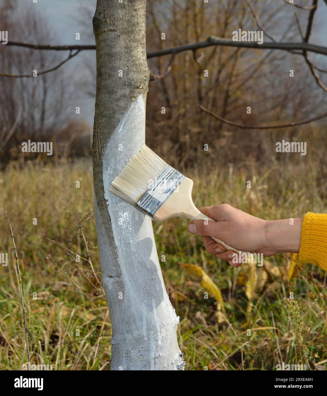 Gardener painting, whitewashing walnut tree trunk in autumn to avoid
