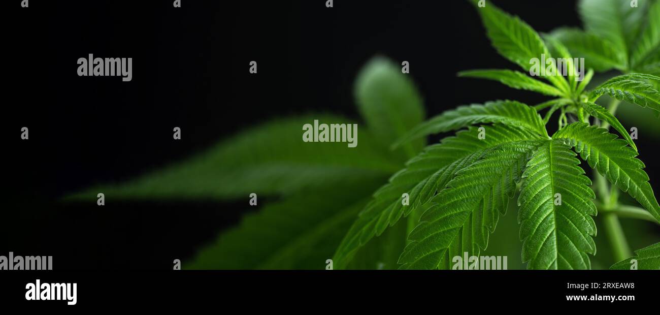 Hemp leaf background. Marijuana, cannabis herb wallpaper. Medical cannabis sativa on black background with copy space. Stock Photo