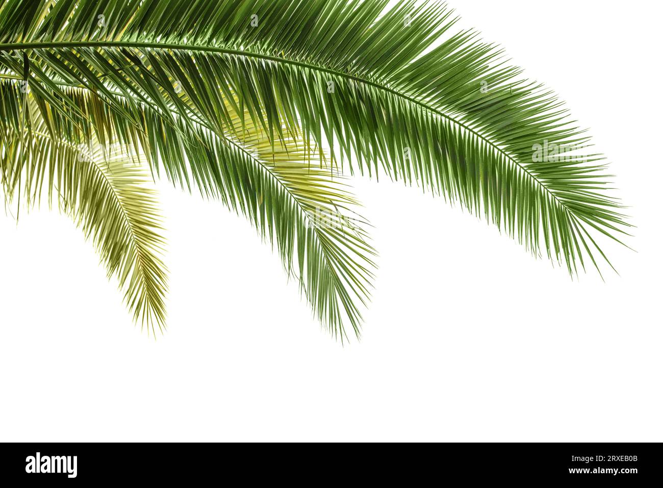 Palm leaf isolated on white background. Palm tree branch for design ...