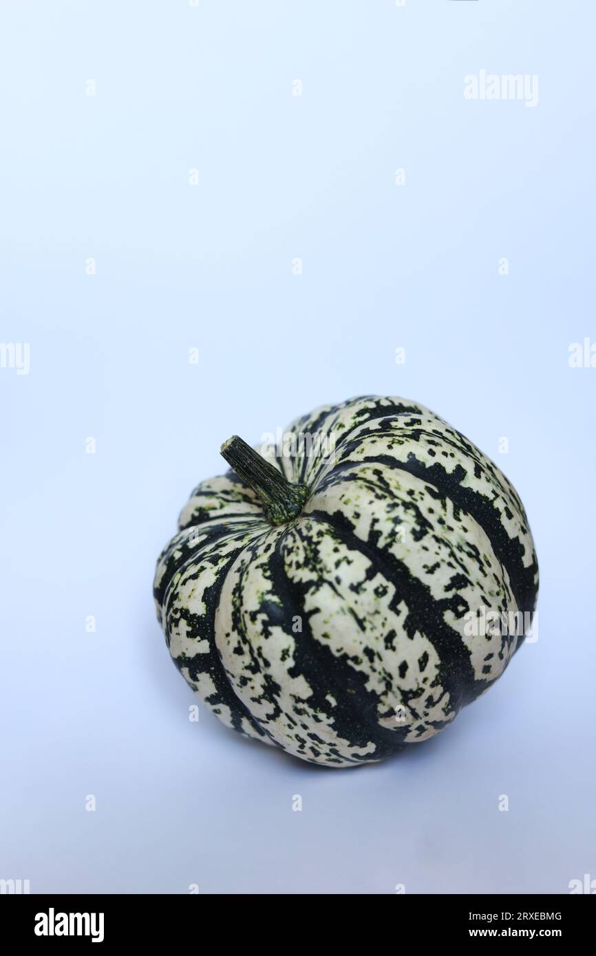 striped green and white pumpkin on white Stock Photo