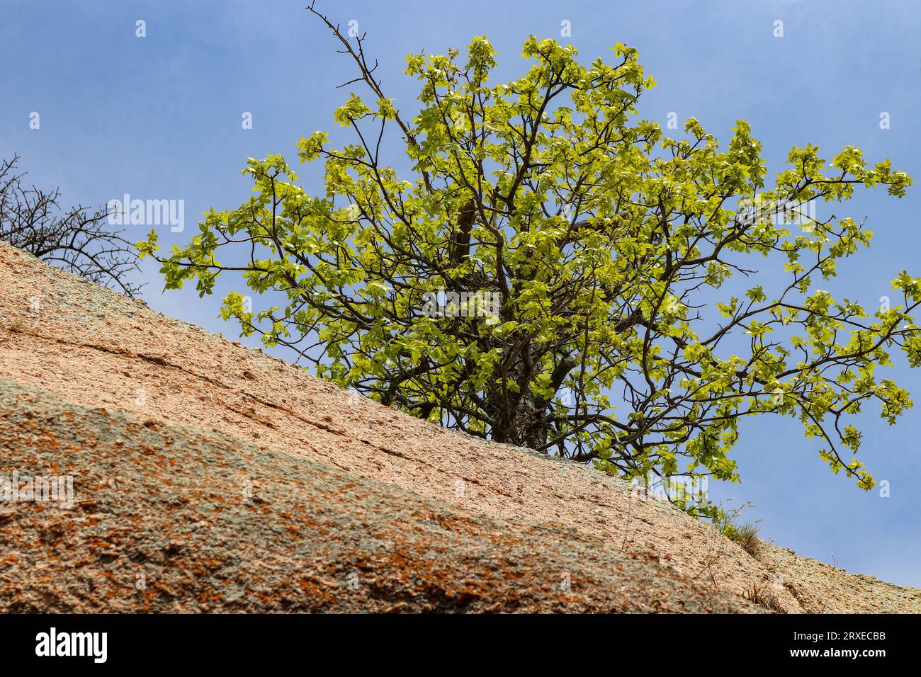 Green tree growing on top of a stone granite rock cliffside in the Texas Hill Country.  Enchanted Rock State Park, Texas Stock Photo