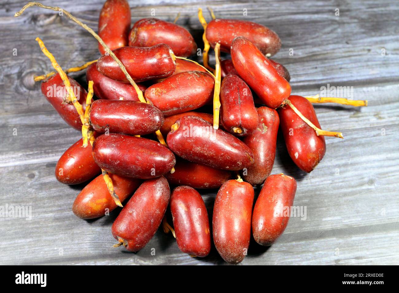 Zaghloul Egyptian red dates grow by the dozens on long yellow stems
