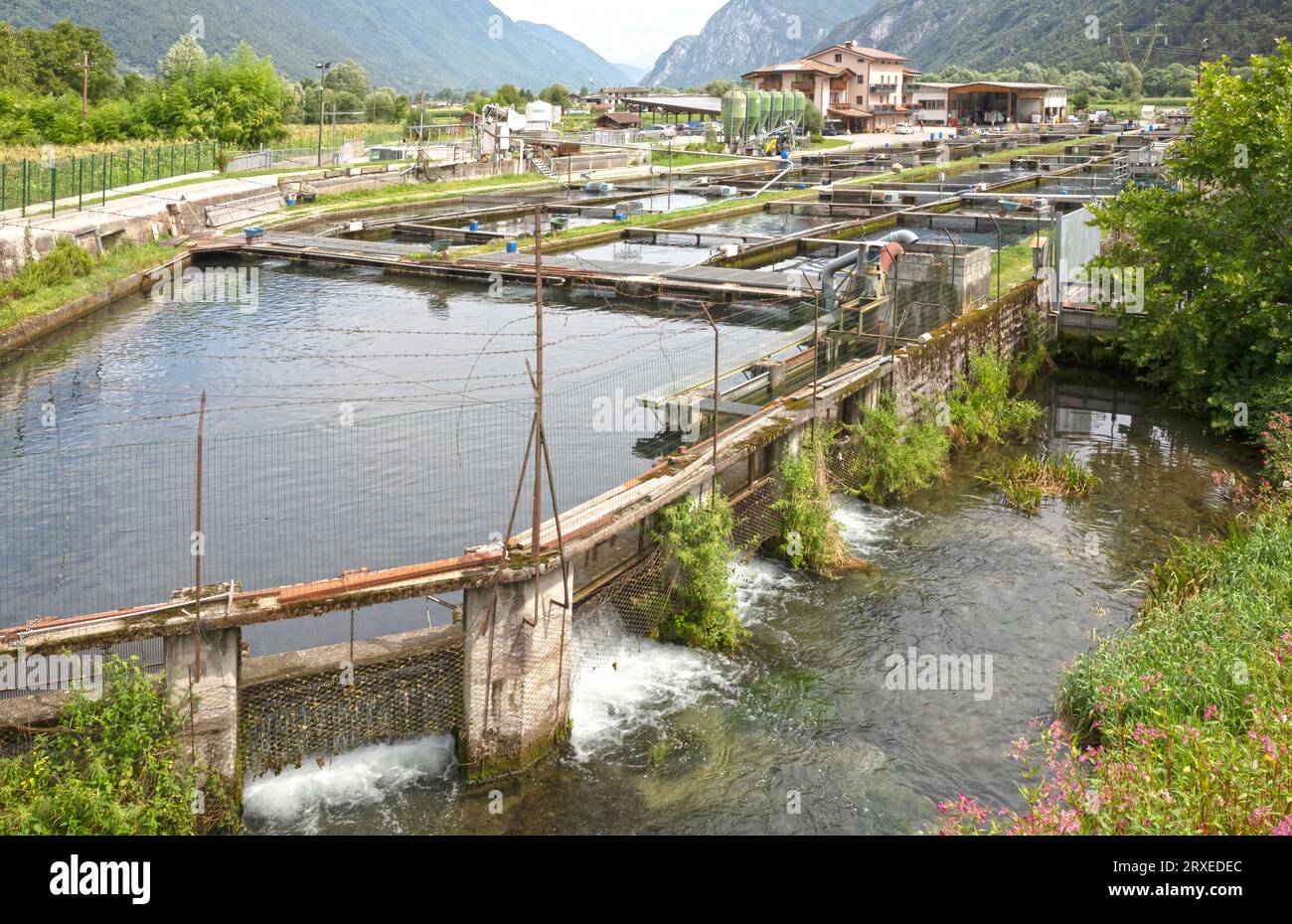 Trout farming in the north of Italy, business Stock Photo
