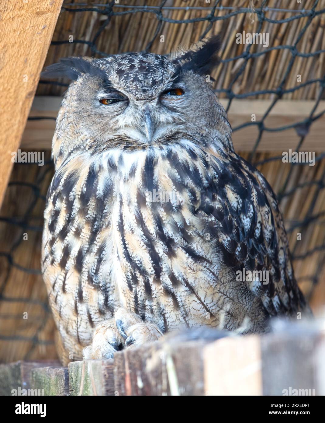European Eagle owl resting, eyes open, the Netherlands Stock Photo