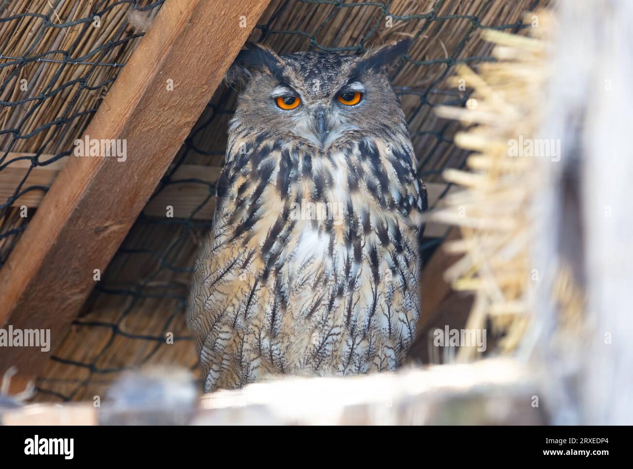 European Eagle owl resting, eyes open, the Netherlands Stock Photo