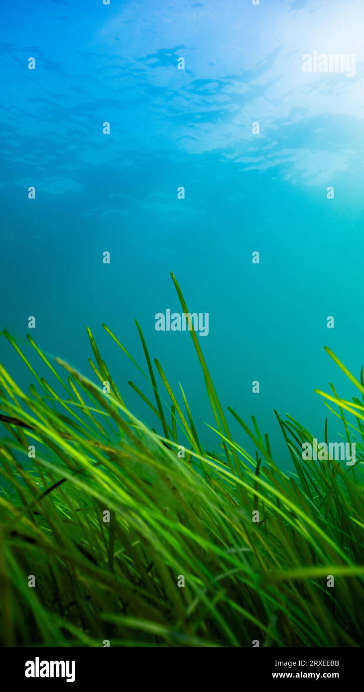Seagrass (Zostera marina) meadow below the surface of the Welsh coast Stock Photo