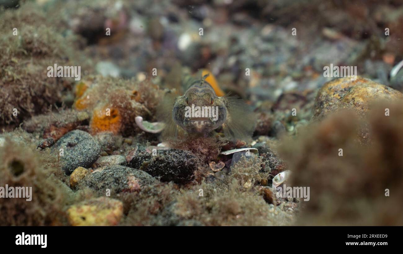 Black Goby (Gobius niger) staring into the camera, UK Stock Photo