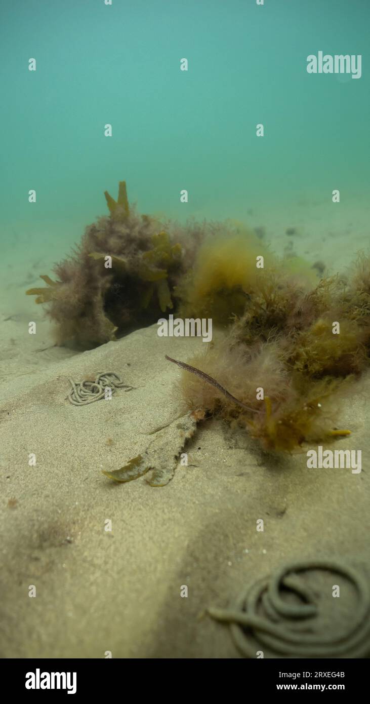 Broadnosed pipefish (Syngnathus typhle) hiding amongst algae off the Welsh coast Stock Photo