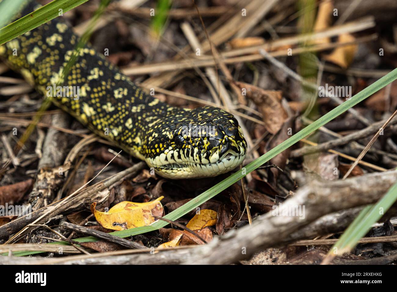 Diamond Python slithering through the bushland undergrowth Stock Photo ...