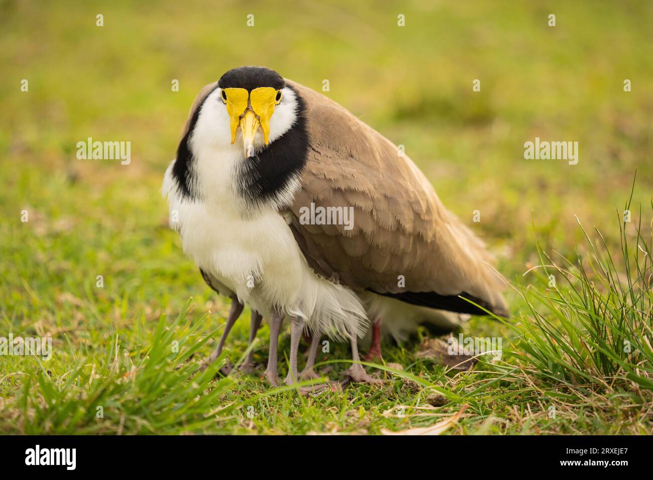 Masked Lapwing and Babies Stock Photo