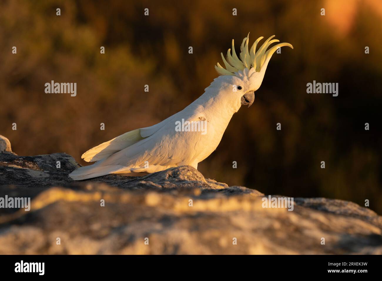 Cockatoo bird at sunrise Stock Photo