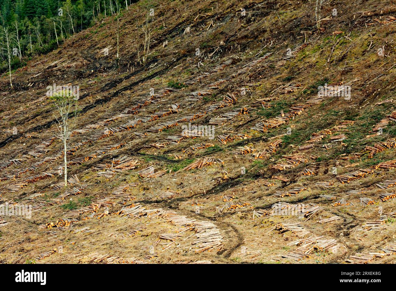 Clear fell logging operation cut pine trees stacked on a hillside in Scotland Stock Photo