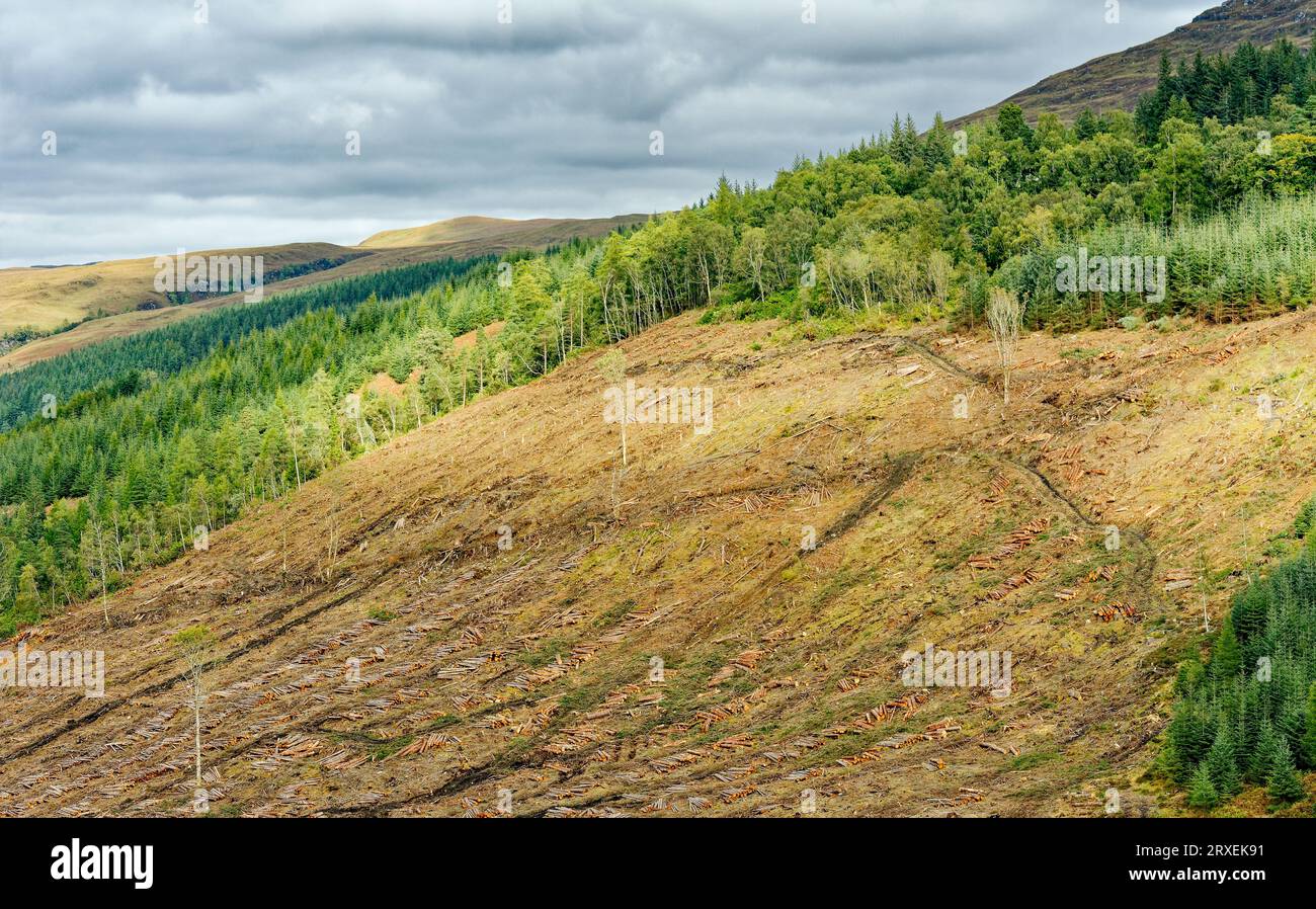 Clear fell logging operation cut pine trees stacked on a steep hillside in Scotland Stock Photo