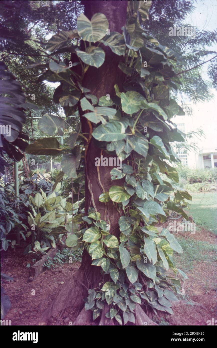 Creepers, as the name suggests, are plants that creep on the ground. They  have very fragile, long, thin stems that can neither stand erect nor  support all their weight. A vine is