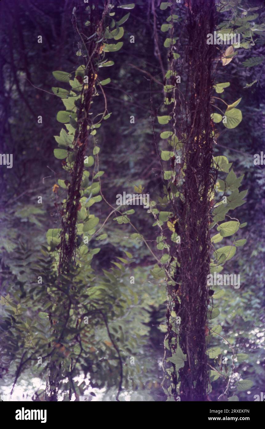 Creepers, as the name suggests, are plants that creep on the ground