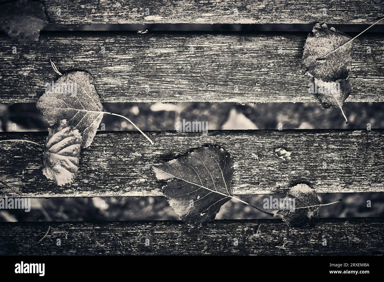 Old withered leaves hi-res stock photography and images - Alamy
