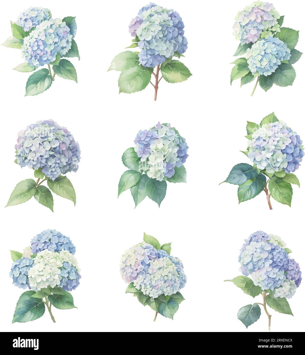Set of watercolor hydrangea flowers isolated on white background Stock ...