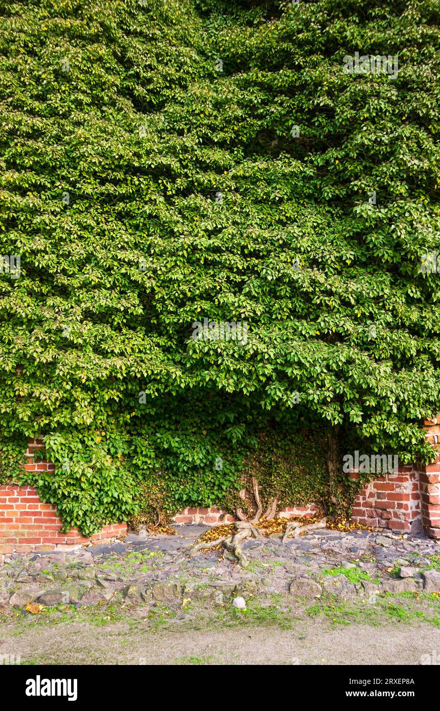 An ivy plant entwines on an old brick wall. Stock Photo