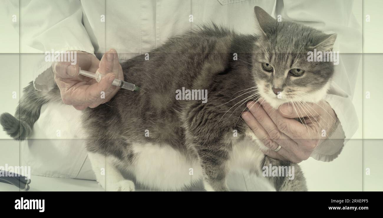 Cat getting injection hi-res stock photography and images - Alamy