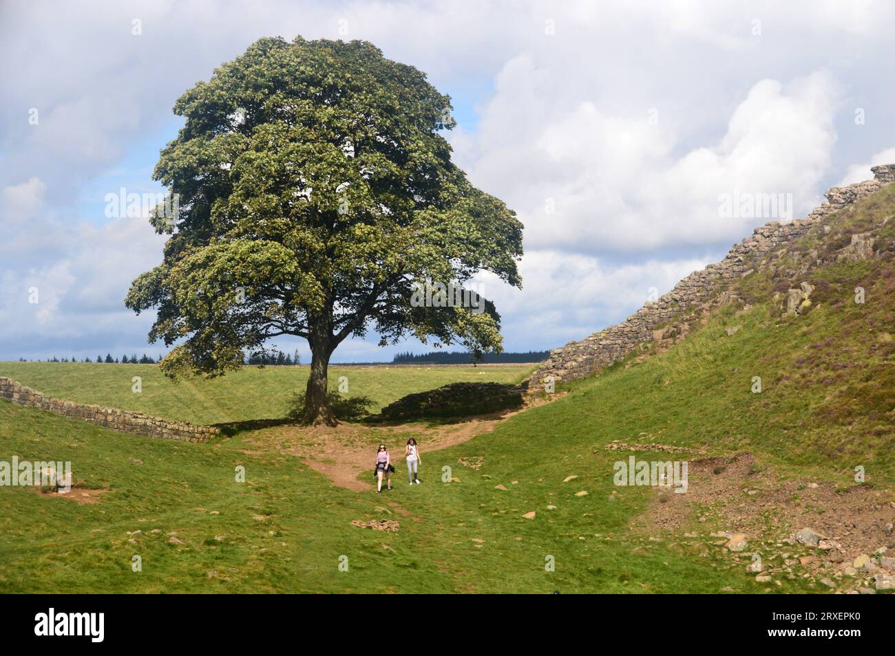 The Sycamore Gap Tree or Robin Hood Tree on Hadrian's Wall Path by Crag Lough near Once Brewed in the Northumberland National Park, England, UK. Stock Photo
